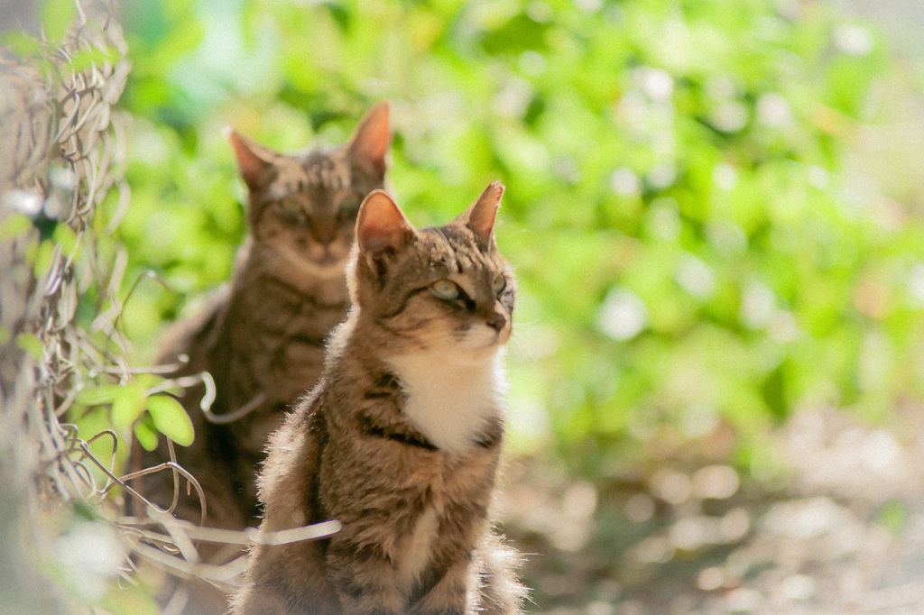 猫の陽だまり♪