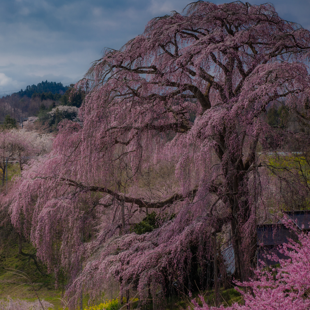 美・SAKURA