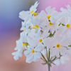 　'☆'･:*:　.White   Valentine　:*:･'ﾟ☆
