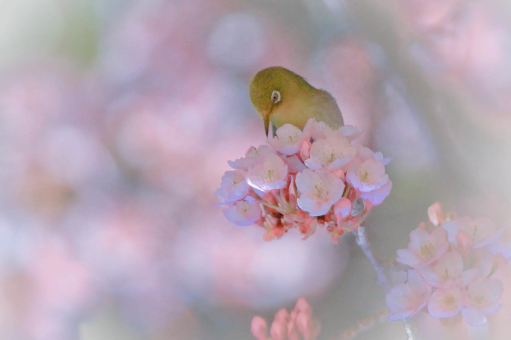 春への想い