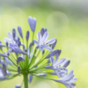 森の花火