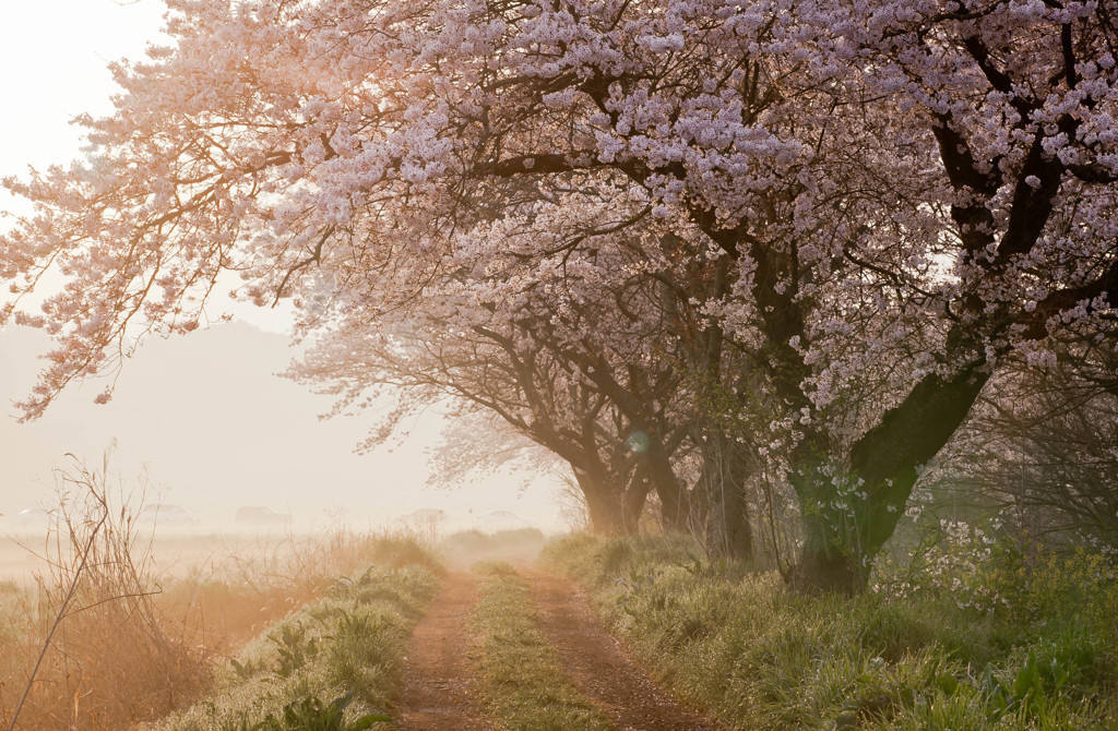 季節はずれの桜物語