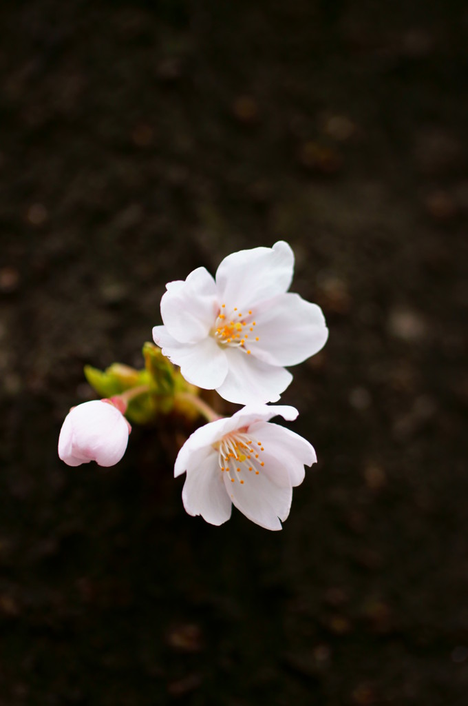 芽生え