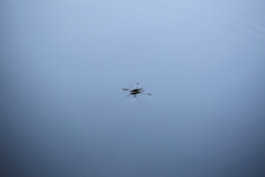 water strider on the water surface
