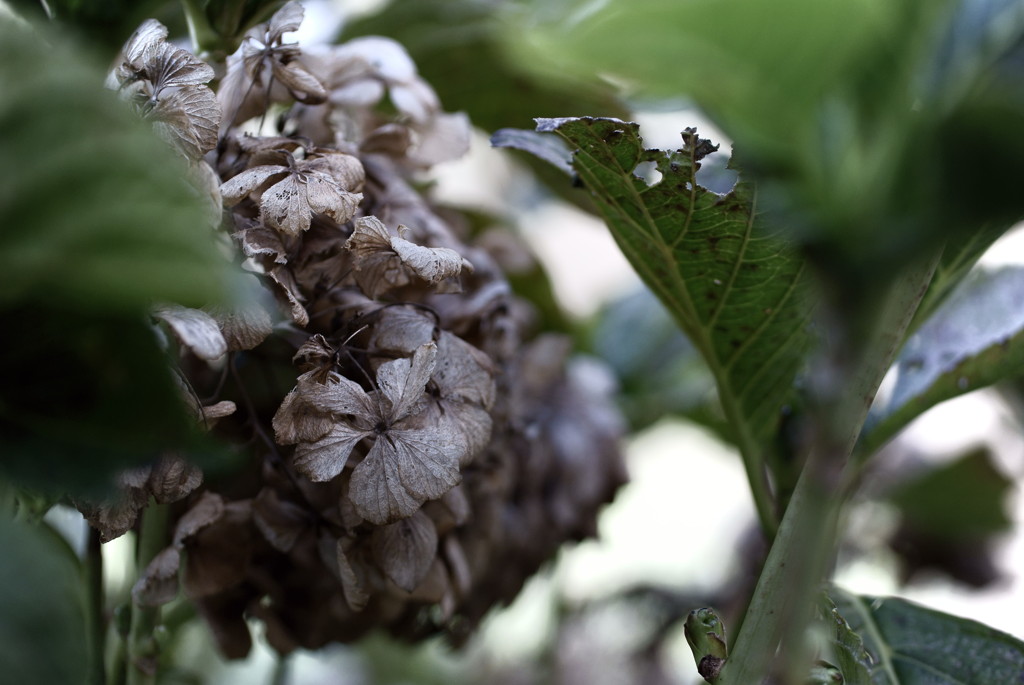 Dying flower