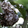 Dying flower