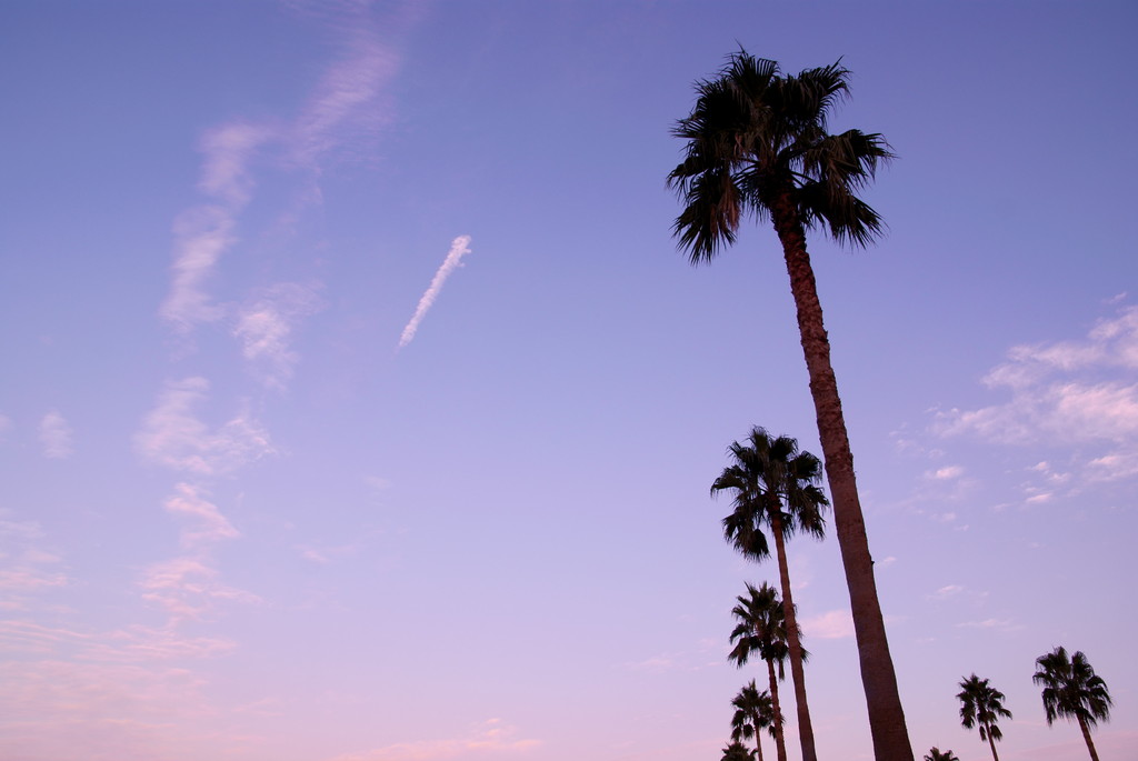Palm Tree in the Sky