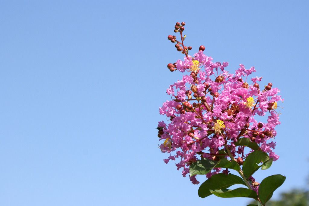 百日紅の花