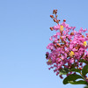 百日紅の花