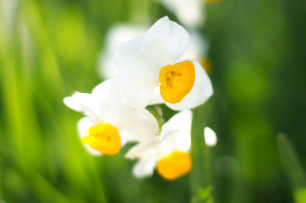 Narcissus