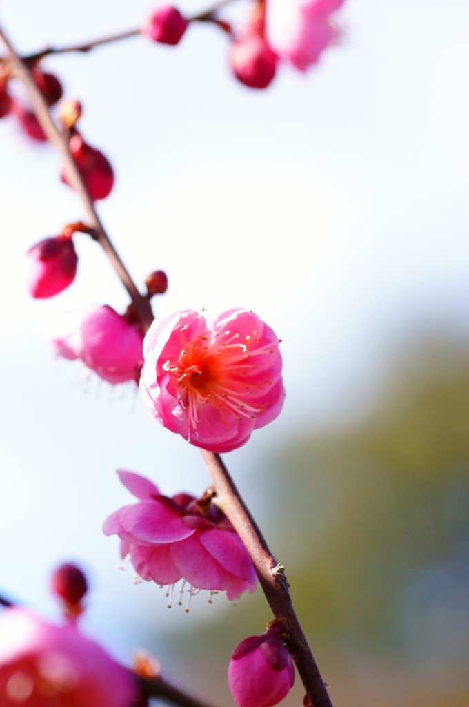 紅梅
