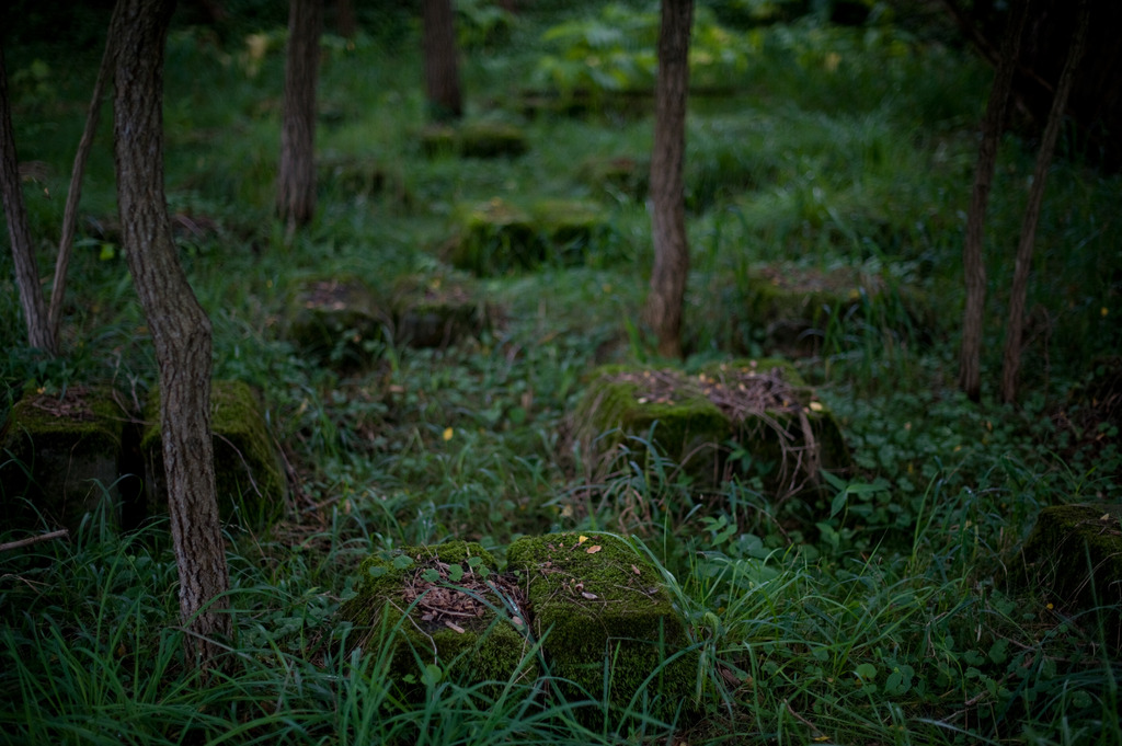 森の墓場