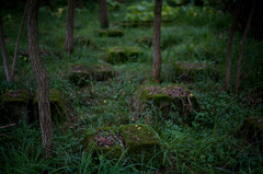 森の墓場