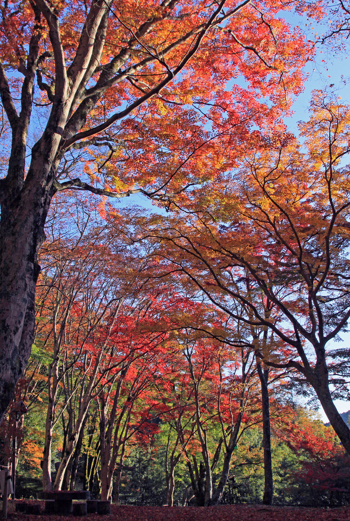 紅葉