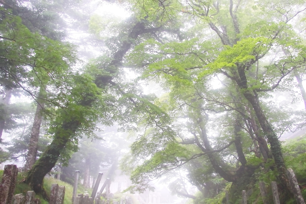 霧の大峰山頂