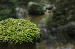 苔むした欄干