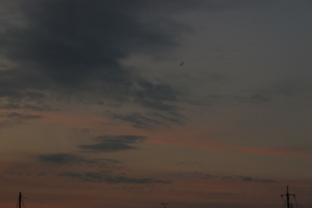 鳥？ハングライダー？UFO？