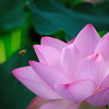 working bee !
