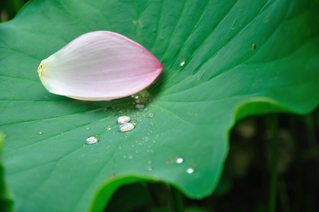 滴の中に閉じ込められた花弁