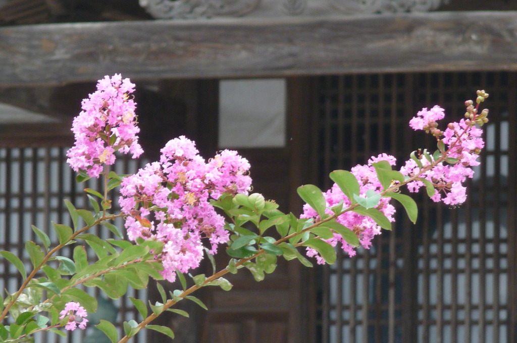 周防国分寺