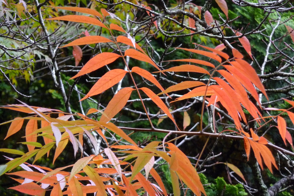 秋を探しに東行庵