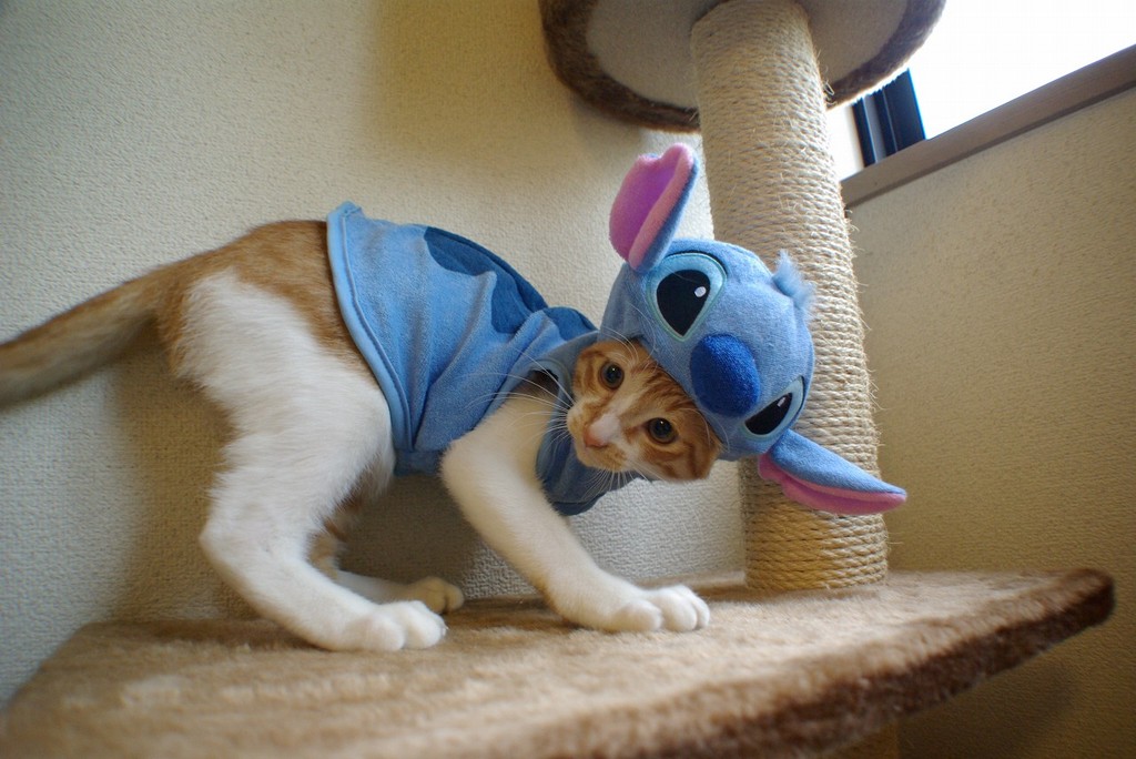 Stitch eat KOTETSU !!  No.06