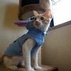 Stitch eat KOTETSU !!   No.03