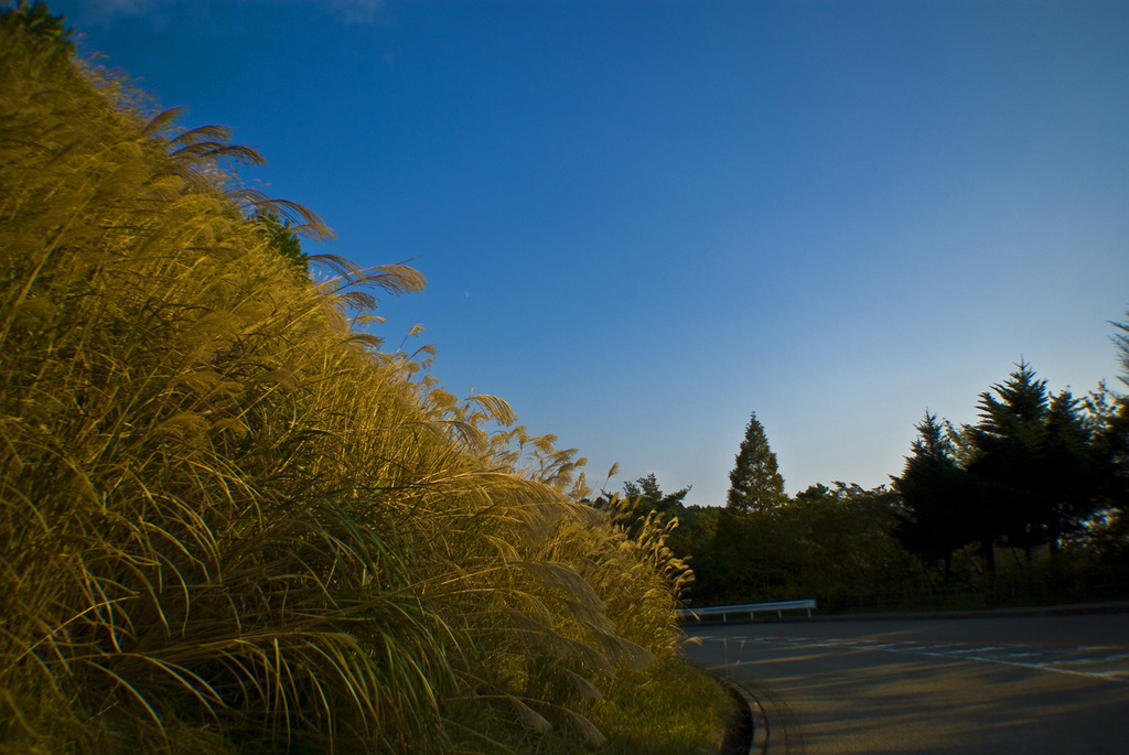 Pampas Grass
