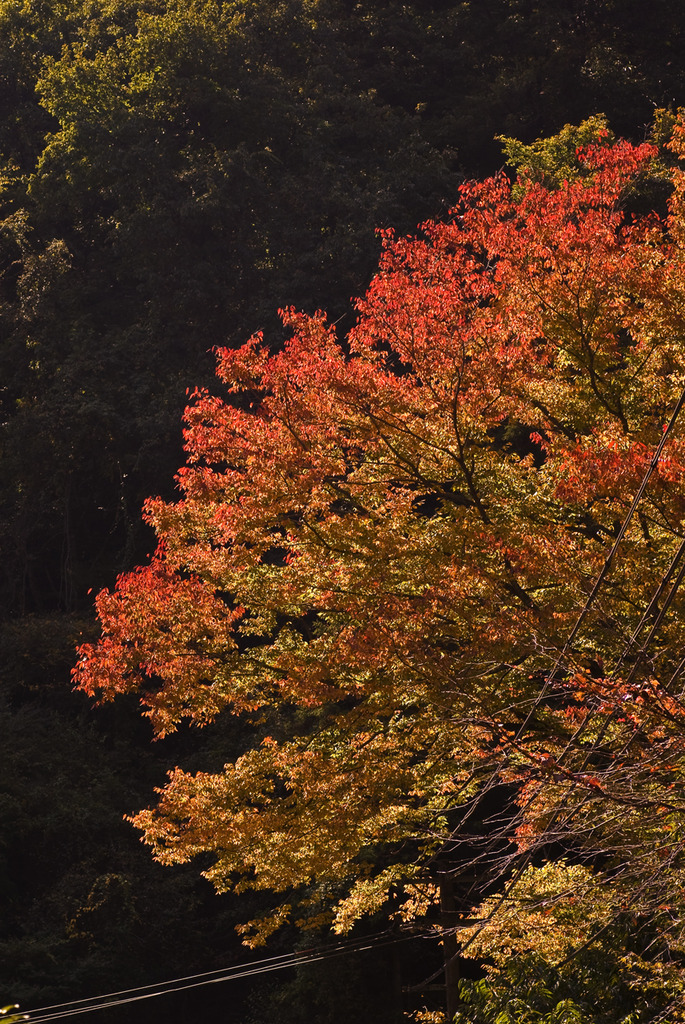 Colored Leaves