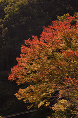 Colored Leaves