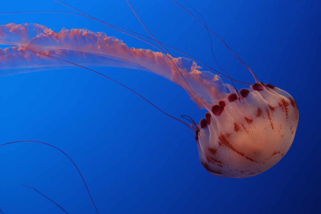 Sexy jelly fish