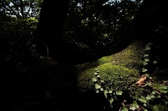 苔生す（古城跡にて）