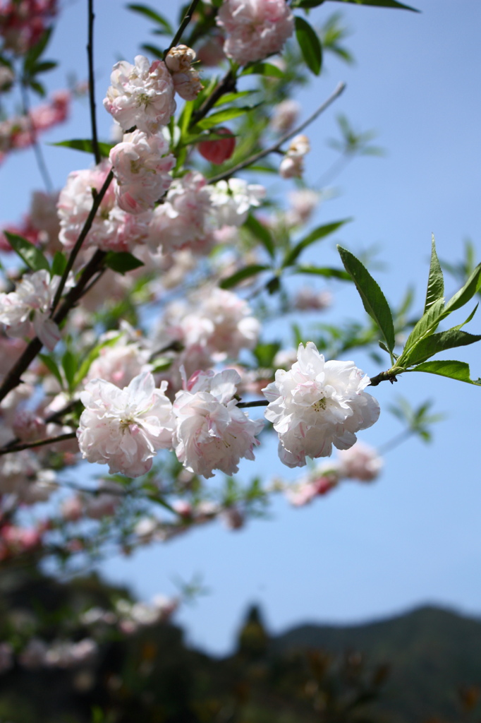 中国版桜らしい