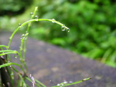 水玉たちの綱渡り