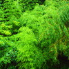 bamboo