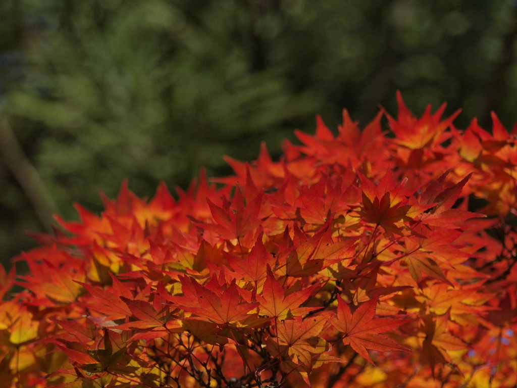 紅葉♯03