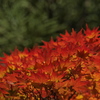 紅葉♯03