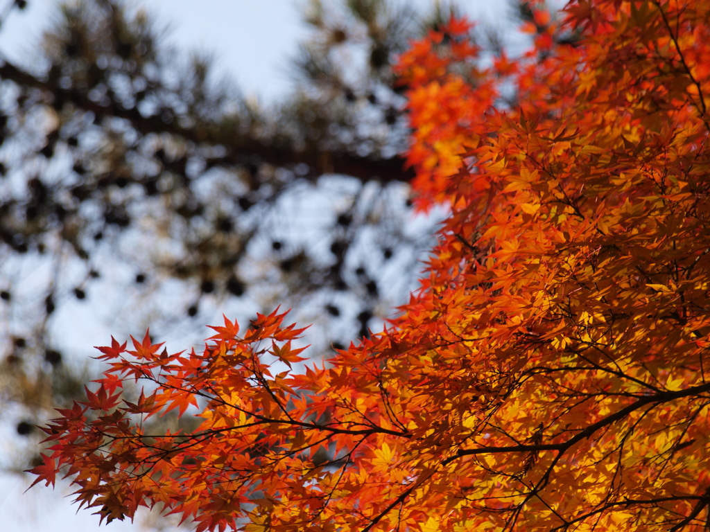 紅葉♯02