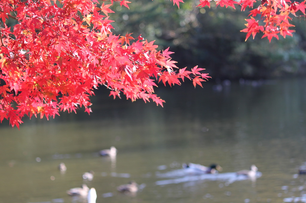 泉自然公園の秋