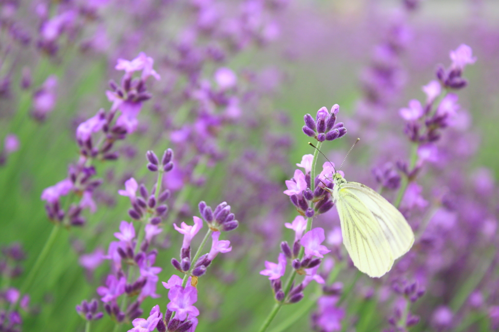 BUTTERFLY