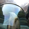 アザラシの浮上
