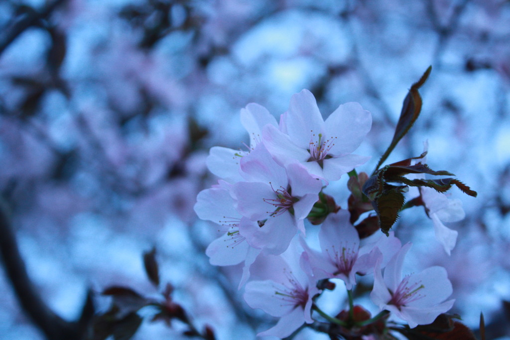 想桜~omoizakura~