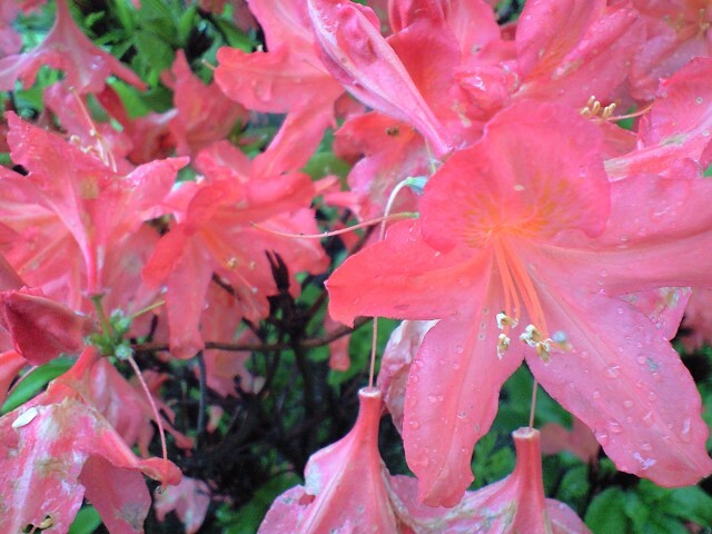 凛とした、紅の華