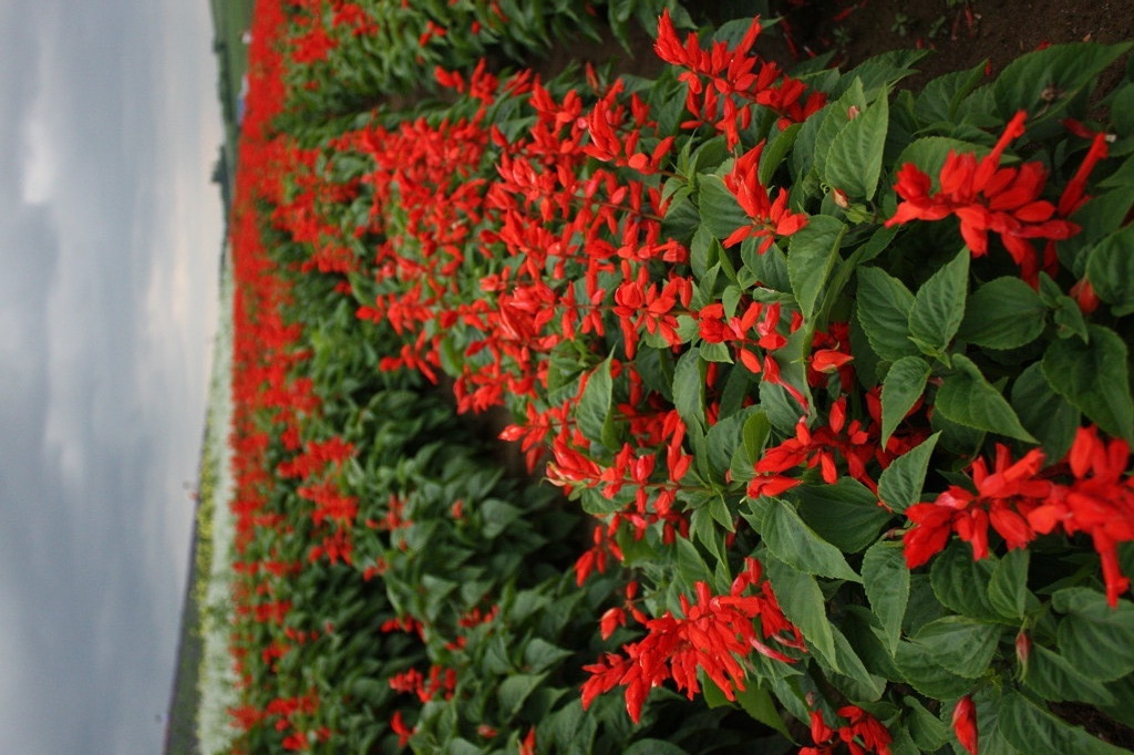 紅の華