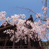 まだ春ですよ