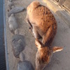 春眠鹿を覚えず