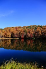 水面に紅葉