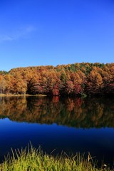 水面に紅葉