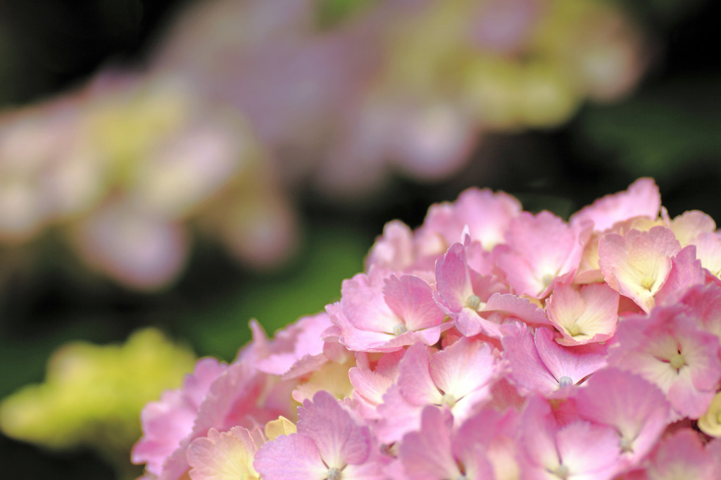 紫陽花