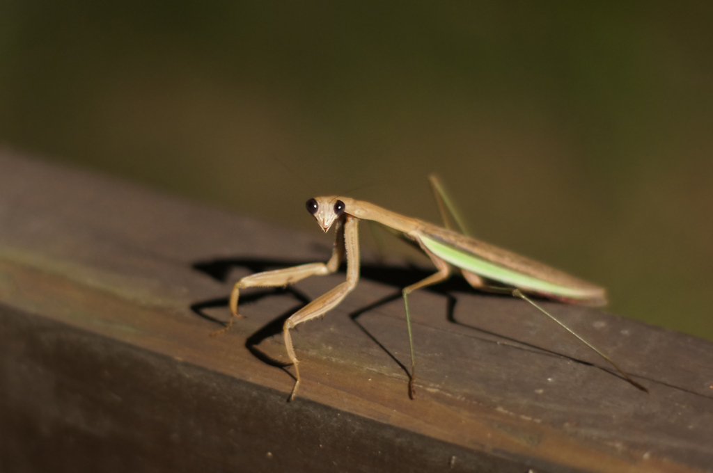 黒い目のカマキリ　（α55テスト）